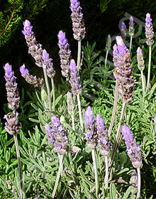 Lavandula dentata var. candicans